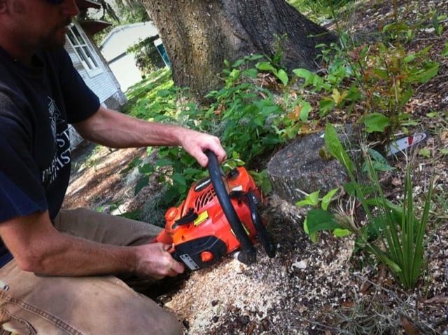 ECHO CS590 stump cut