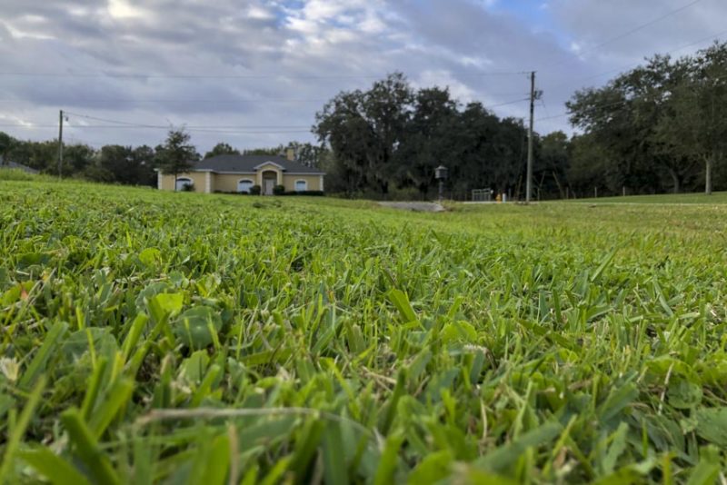 Cut Grass