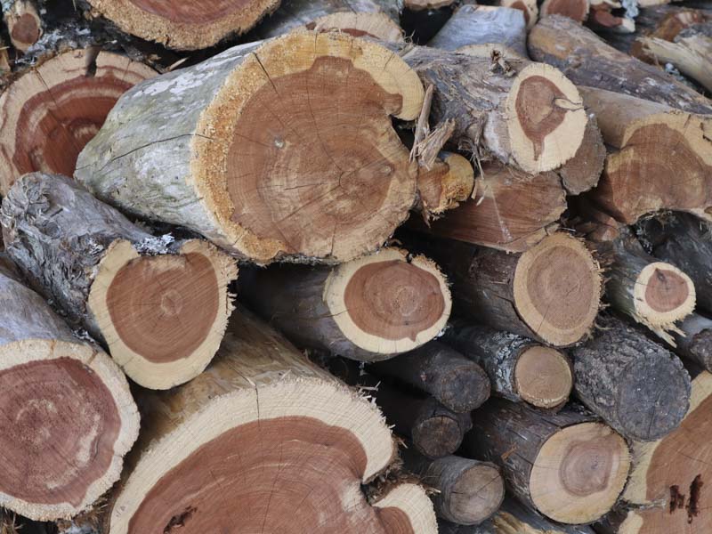 cedar