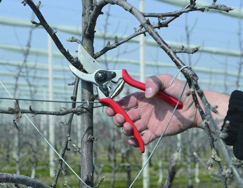 Best Overall Pruning Shears

Felco F2 Classic Hand Pruner 068780