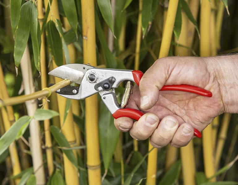 Best Anvil Pruner

Felco Pruning Shears One-Hand Anvil F 31