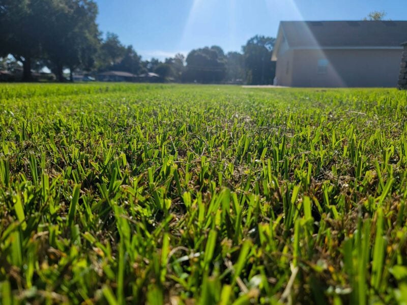 Fresh Cut Grass